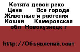 Котята девон рекс › Цена ­ 1 - Все города Животные и растения » Кошки   . Кемеровская обл.,Новокузнецк г.